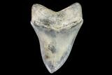 Serrated, Fossil Megalodon Tooth - Gorgeous Tooth #104987-1
